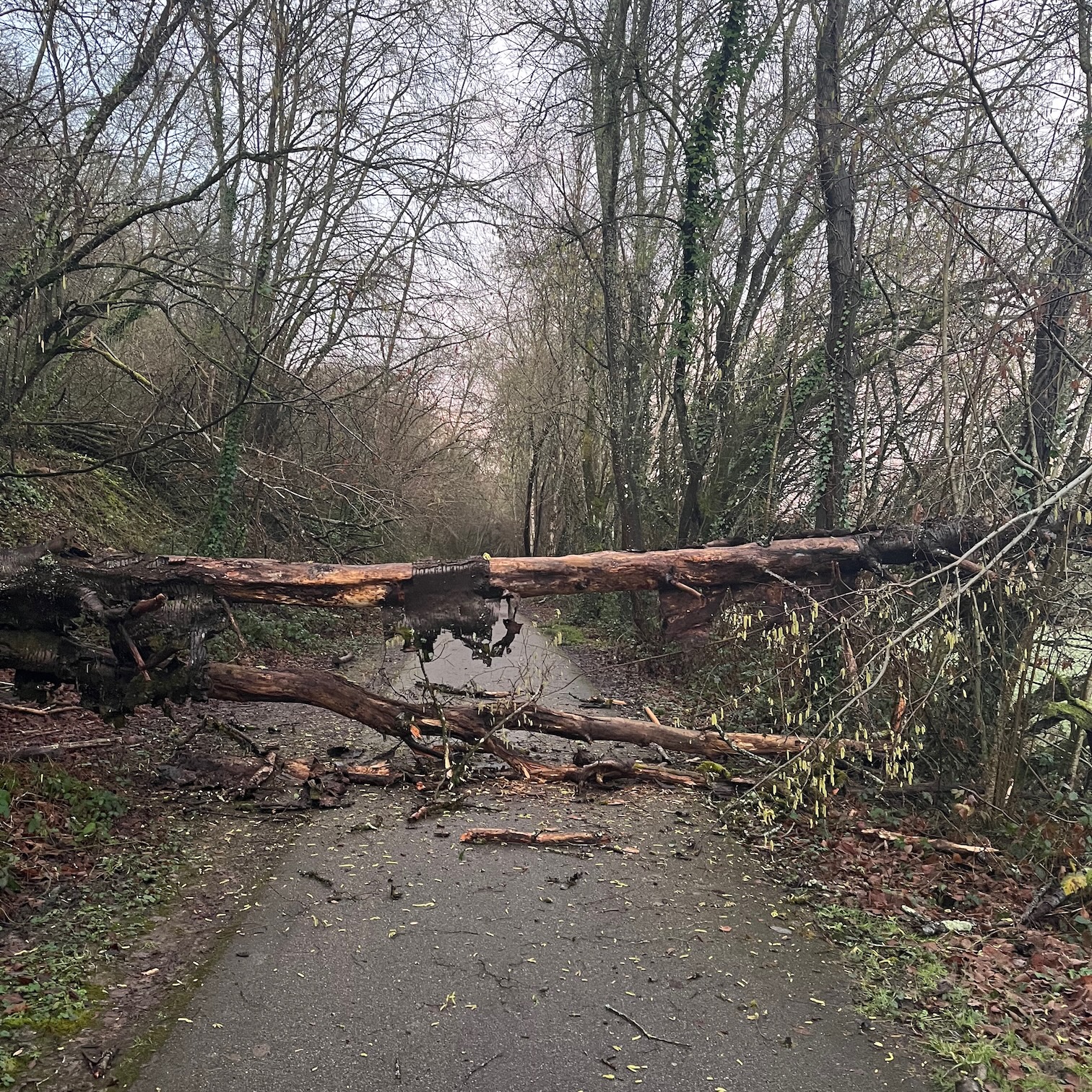 Fallen tree near the Parc Nature du Marais