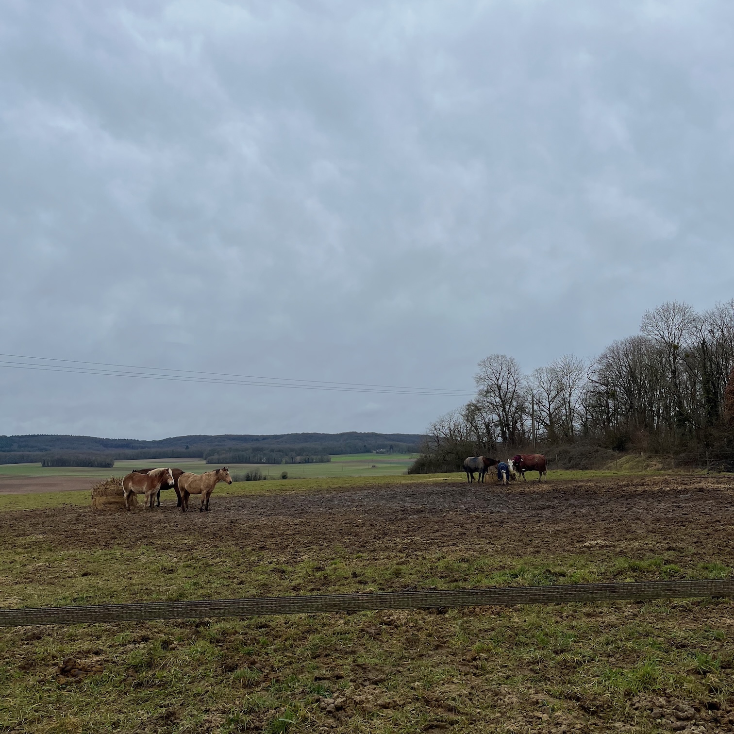 Horses outside the village of Avernes