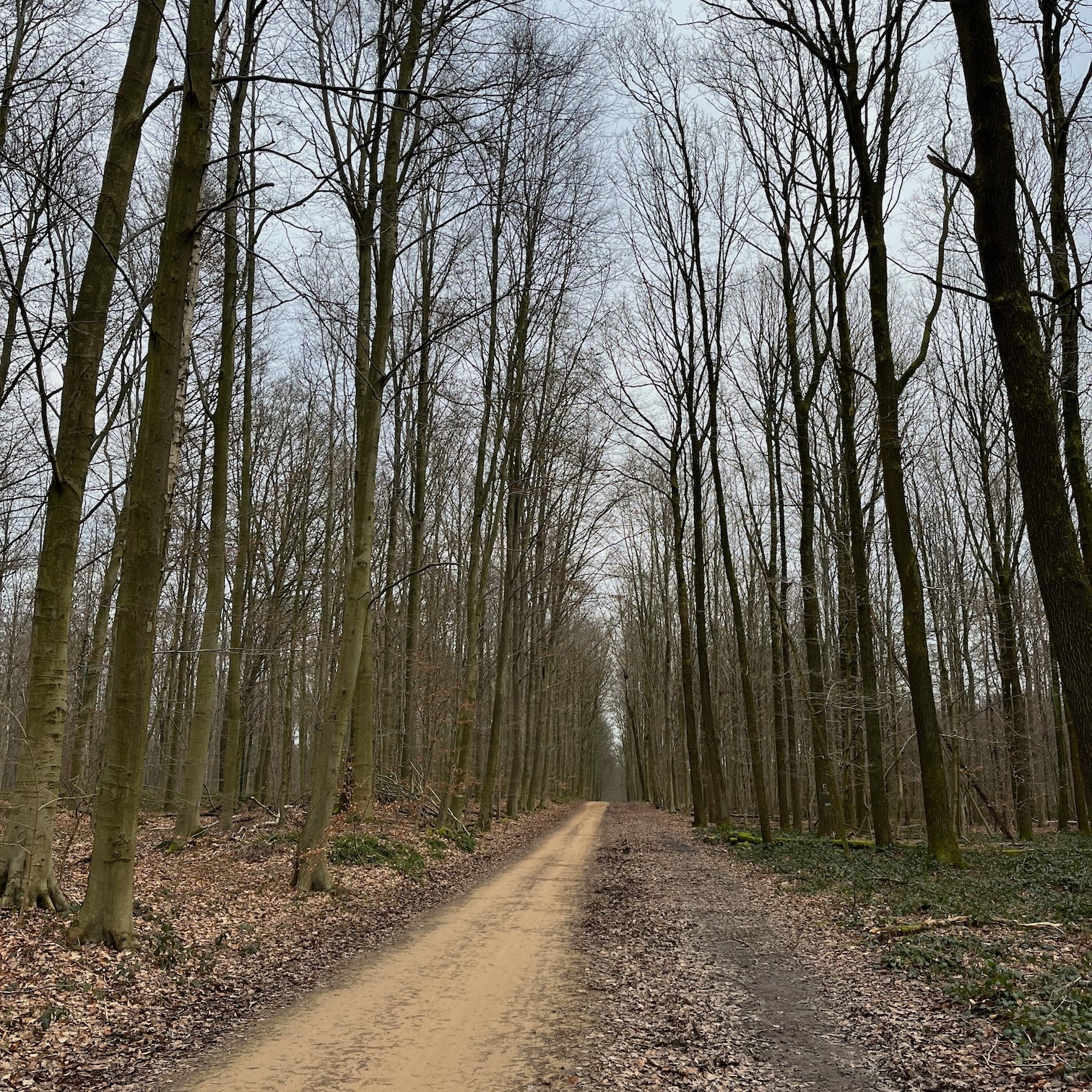 Beech forest Arboretum of Tervuren cycleway