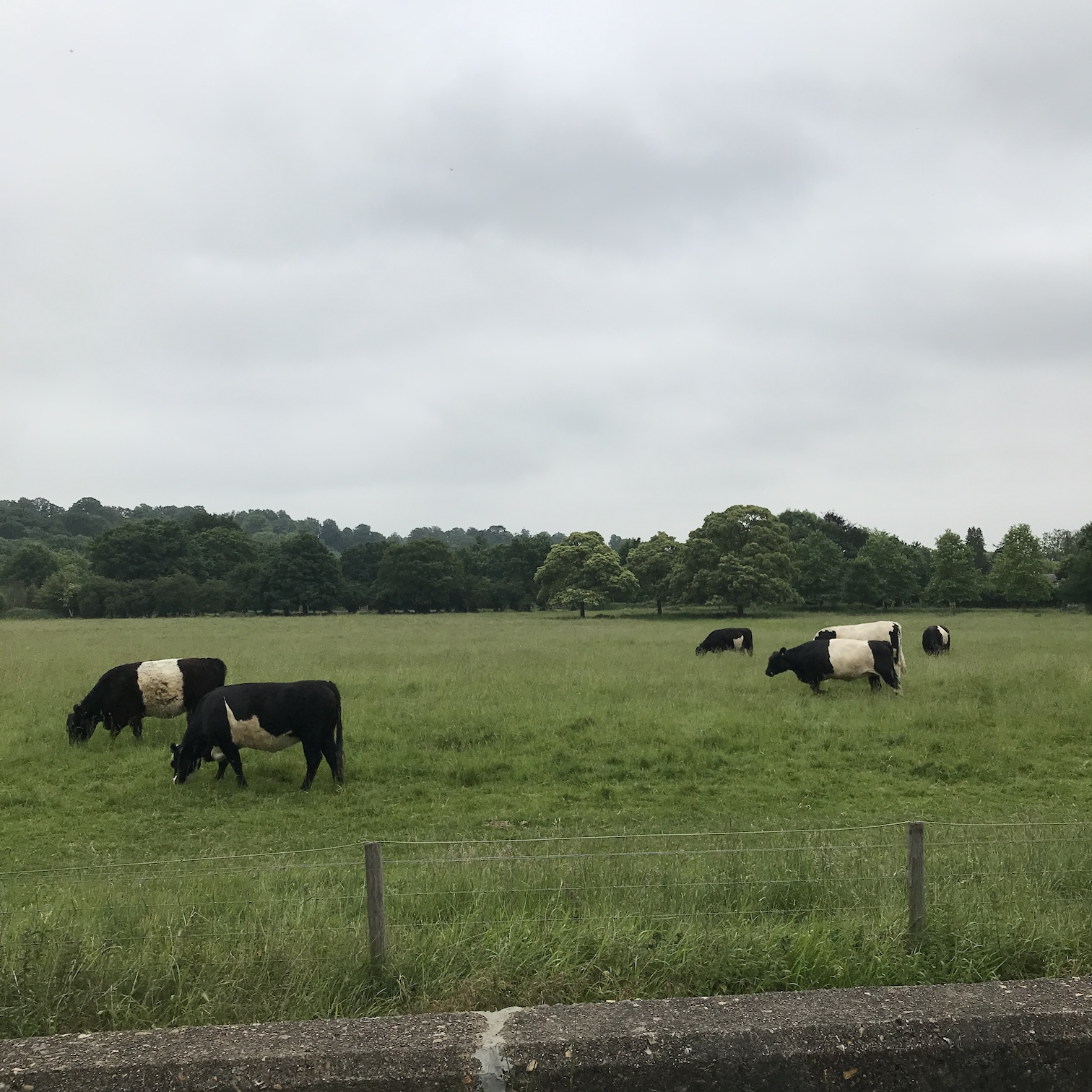Iconic by most accounts Petersham Meadows cows grazing on a summer day (2022)